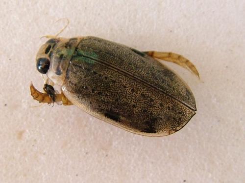 Eretes griseus